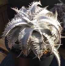 ディッキア Dyckia marnier-lapostollei var. estevesii かきこc_画像1