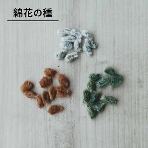 送料63円!　無農薬栽培 綿花の種 ３種セット