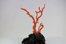 珊瑚 　もも珊瑚原木枝１０×２０（ｃｍ）　原木 ルース　石台付３２２ｇ_画像1