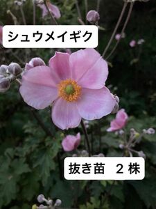 秋明菊　シュウメイギク　ピンク　苗　2株