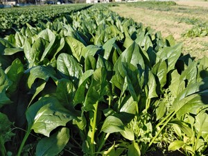 Ibaraki production less pesticide non-standard spinach 4kg