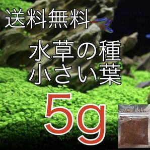 種から育てる水草 アクアリウム 水草の種【小さい葉】5gの画像1