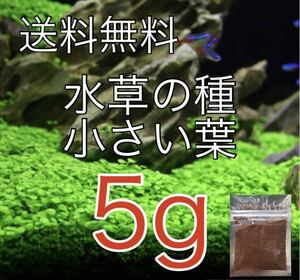 種から育てる水草　アクアリウム　水草の種【小さい葉】5g