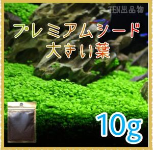 種から育てる水草　水草の種【大きい葉】10g