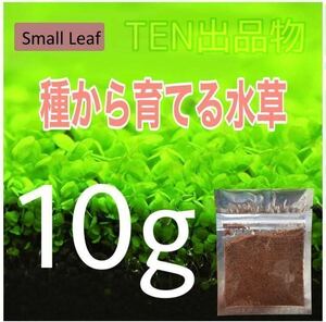 種から育てる水草　水草の種　【小さい葉】10g