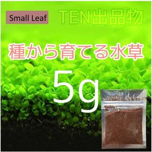 種から育てる水草 水草の種【小さい葉】5gの画像1