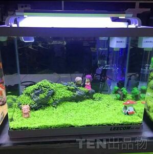 種から育てる水草　水草の種　30㎝水槽用