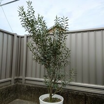 ◆ オリーブの木 シプレシーノ《H=約1.5m・Φ280ポット》 ◆ 31_画像2