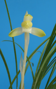 日本春蘭　◆ 素心花　雪光　花付　◆/　　寒蘭　富貴蘭　山野草　/