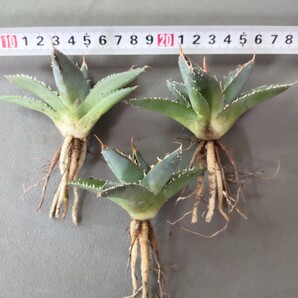 A367アガベ チタノタ 帝君 agave emperor 極上強棘 狂刺 背棘 激レア高級品種 精選小株3株の画像6