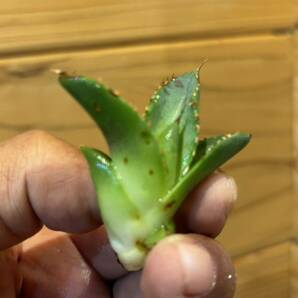 アガベチタノタ清桜 子株未発根(Agave titanota 多肉植物 )の画像3
