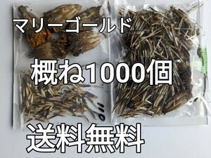 マリーゴールド　種　送料無料　コンパニオンプランツ　概ね1000個　オレンジ黄色フレンチアフリカン混合　春秋蒔き