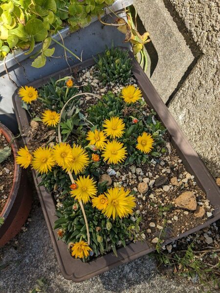 多肉植物 3時草ベルゲランサスたんぽぽ見たいな花が咲く