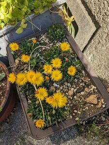 多肉植物 3時草ベルゲランサスたんぽぽ見たいな花が咲く