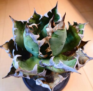 アガベ オアハカ オテロイ【ワイルド株】　検索：チタノタ agave titanota oteroi oaxaca