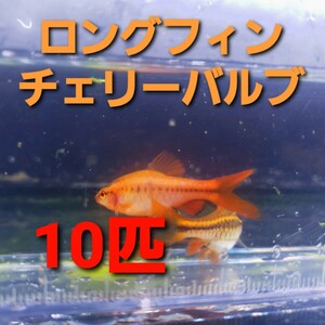 【価格破壊!?スプリングセール】国産 ロングフィン チェリーバルブ 10匹 スネール駆除＆対策 【数量限定】