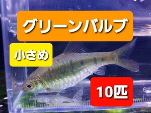 【おすすめ特価】グリーンバルブ Barbodessemifasciolatus 10匹 