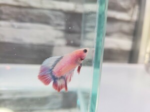 [ beautiful feather FARM] male * betta double tail Thai flag fire Red Bull - white ②