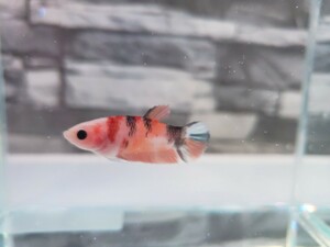 [ beautiful feather FARM] female * betta candy pra cut ④