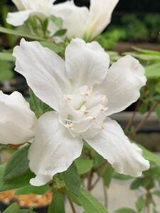 白花カラコ咲モチツツジ〜盆栽　山野草