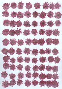  для бизнеса засушенный цветок гонки цветок незначительный фиолетовый большая вместимость 500 листов сухой цветок декоративный элемент resin . печать 