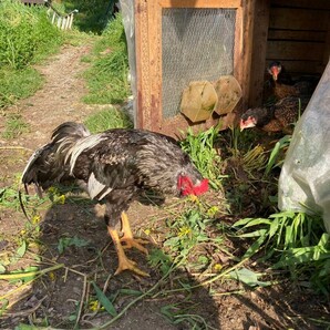 食用、声良鶏の卵 ４個の画像4