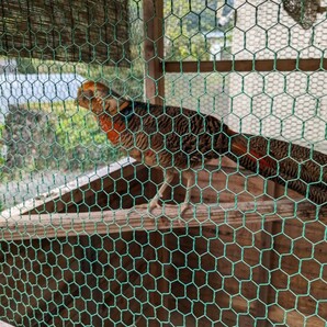 食用 キンケイの卵８個の画像4