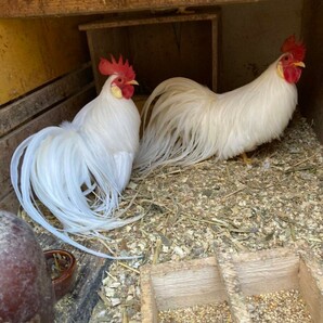 食用、蓑曳矮鶏(白色)の卵5個の画像6
