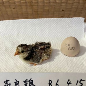 食用、声良鶏の卵 ５個の画像8