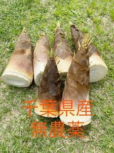 たけのこ　10kg以上　タケノコ　竹の子　筍　無農薬 千葉県産 米ヌカ付 朝採れ 朝掘り　春野菜　野菜　旬　旬野菜　4月26日朝掘ります