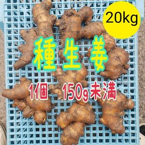 高知県産種生姜ＳＳｻｲｽﾞ【20kg】