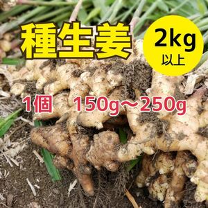 高知県産種生姜s【2kg】