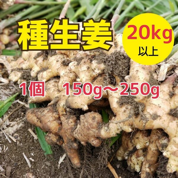 高知県産種生姜s【20kg】