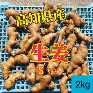 高知県産囲生姜S【2kg】土付き