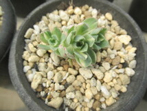 多肉植物　アエオニウム・Domesticum（斑入り）_画像1