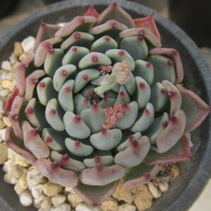 多肉植物 エケベリア・CherryBlossom（大）【在庫残りわずか】の画像1