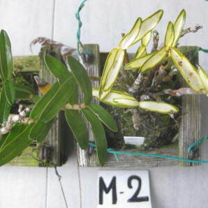 セッコク コケ玉 木枠入り吊り 3種 3個 M-②   長生蘭 野生ラン 富貴蘭 フーラン 古典植物の画像8
