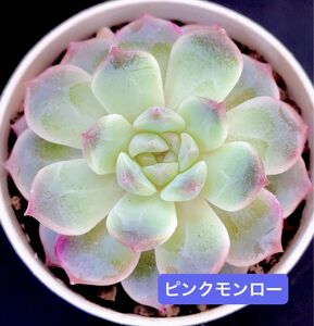 新入荷★韓国苗★ピンクモンロー★レア種★可愛い紅葉大苗★超美苗★多肉植物★エケベリア