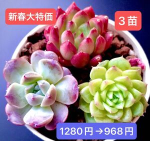 新春大特価★3苗968円★韓国苗★レッドコン、エリ－クイーン、マリアゼリー★レア種★可愛い紅葉超美苗★多肉植物★エケベリア