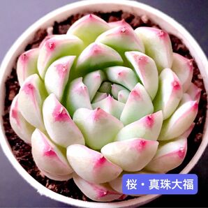 新入荷★韓国苗★桜・真珠大福★レア種★可愛い紅葉大苗★超美苗★多肉植物★エケベリア