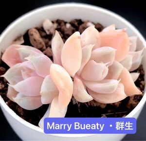 新入荷★韓国苗★Marry Bueaty ・群生★レア種★可愛い紅葉大苗★超美苗★多肉植物★エケベリア