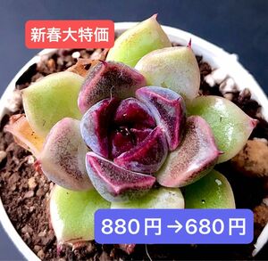 新春大特価★新入荷★韓国苗★紫水晶★可愛い紅葉超美苗★多肉植物★エケベリア