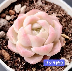 新入荷★韓国苗★サクラ飴心★レア種★可愛い紅葉超美苗★多肉植物★エケベリア