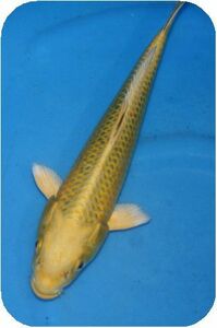  Pro . chosen common carp 100 selection super preeminence goods NO 4-40 2 -years old yellow pine leaf yellow gold 30cm