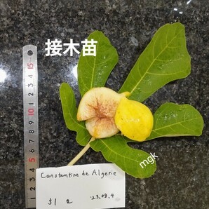 収穫実績有 CdA ＆ CDDR カクテルツリー constantine de algerie ＆ Col de dame rimadaいちじくの画像6