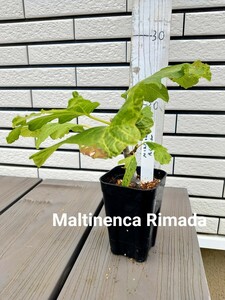 Maltinenca rimada いちじく 苗