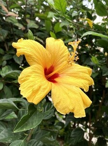  plant hibiscus ( yellow color )...3ps.