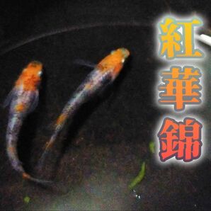 増量【極上】紅華錦　メダカ　有精卵40+α