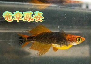 【極上】竜章鳳姿　メダカ　有精卵30+α