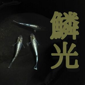 【極上】鱗光　有精卵30+α